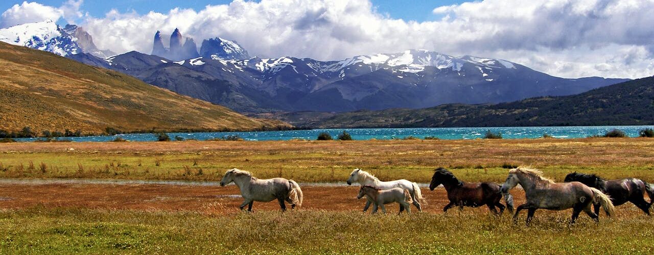 Wild horses against the iconic peaks of Torres del Paine, Chile