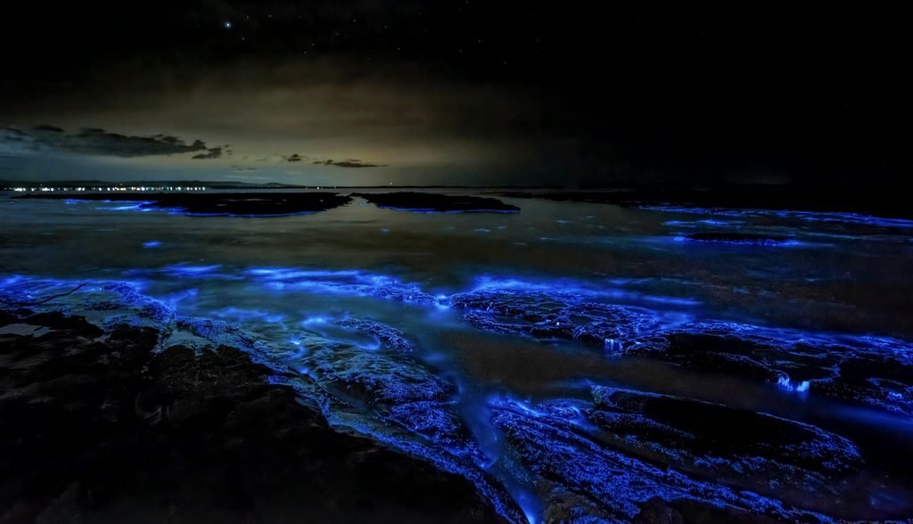 Bioluminescent blue waves glowing against dark rocks on the Jervis Bay shoreline at night, with bright neon light illuminating the water as waves break.