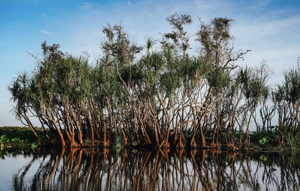 Still, reflective water surrounded by dense green mangroves and pandanus trees along the Yellow River in Cooinda, Kakadu National Park, Northern Territory, Australia, captured during daytime.